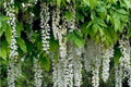 White Wisteria Seeds - Rare Hardy Climbing Flower Vine - Wisteria floribunda Alba