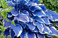 Rare Blue Purple Hosta Seeds - 200 Pcs Perennial Shade Plant for Outdoor Garden - Hosta spp.