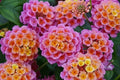 Lantana Flower Seeds - 300 Mixed Color Seeds for Planting - Lantana camara