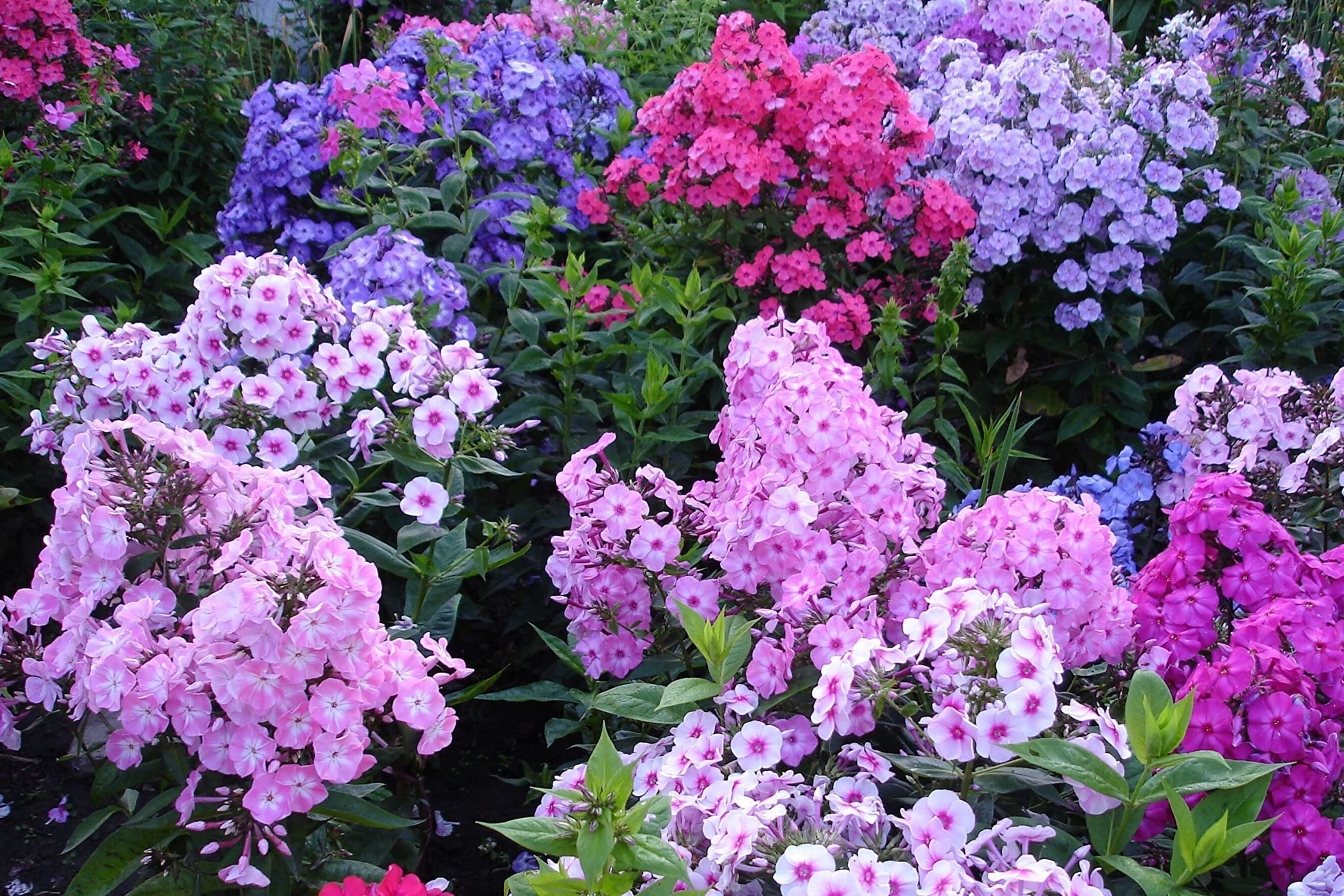 Mixed Phlox Seeds for Planting, 1200 Popstars Creeping Perennial, Phlox subulata, Colorful Ground Cover Garden Seeds
