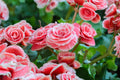 Berry Flame Begonia Seeds - 45/125 Non-GMO Flower Seeds - Bright Colorful Blooms - Ideal for Gardens and Containers - Begonia spp.