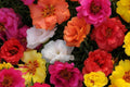 Moss Rose Seeds Bulk Pack - 23,500+ Annual Flower Seeds for Ground Cover - Portulaca grandiflora