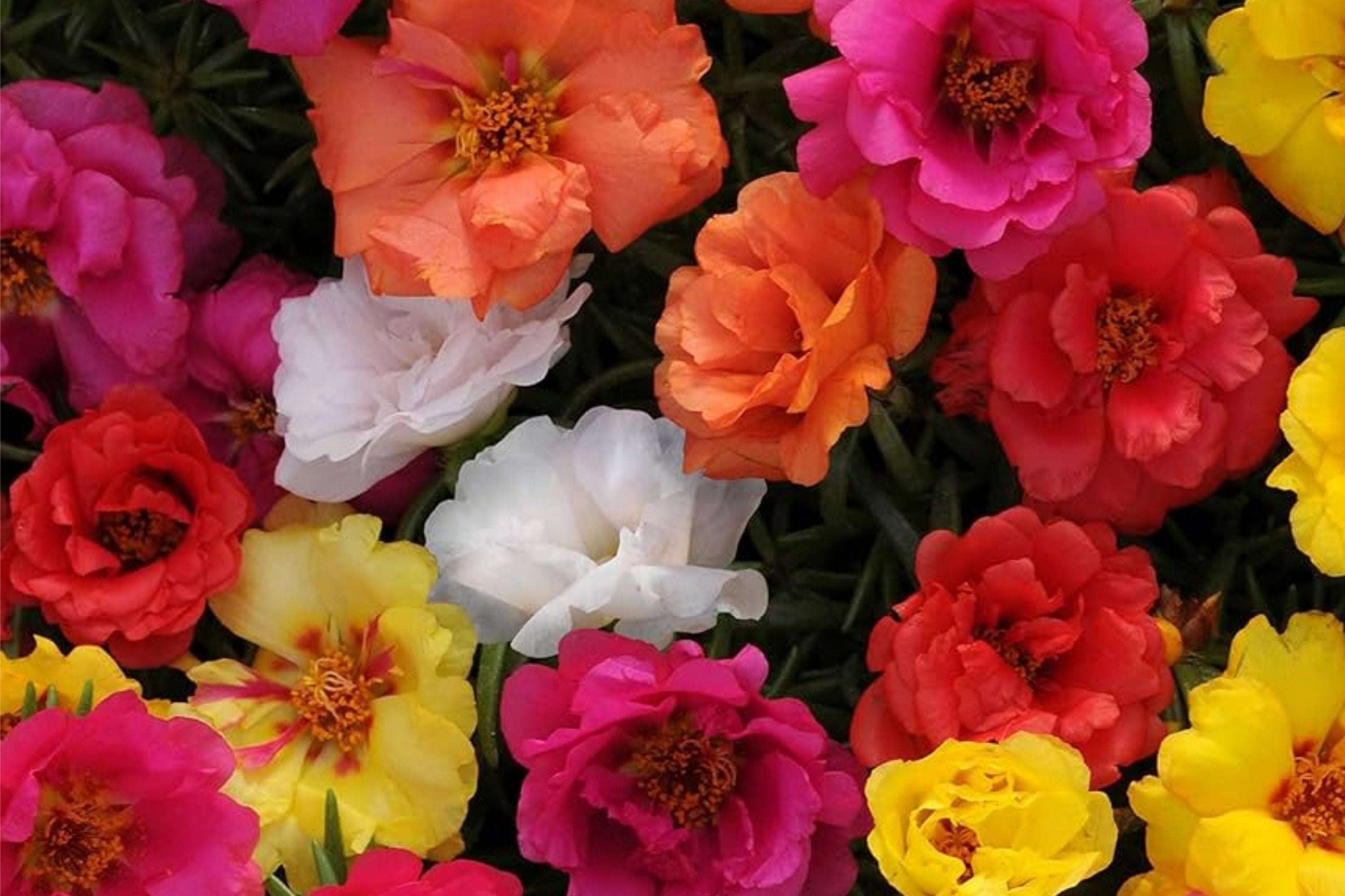 Moss Rose Seeds Bulk Pack - 23,500+ Annual Flower Seeds for Ground Cover - Portulaca grandiflora
