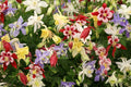 Columbine Seeds - McKana Giant Mix - Non-GMO Flower Seeds - Aquilegia caerulea - Easy to Grow Garden Plants