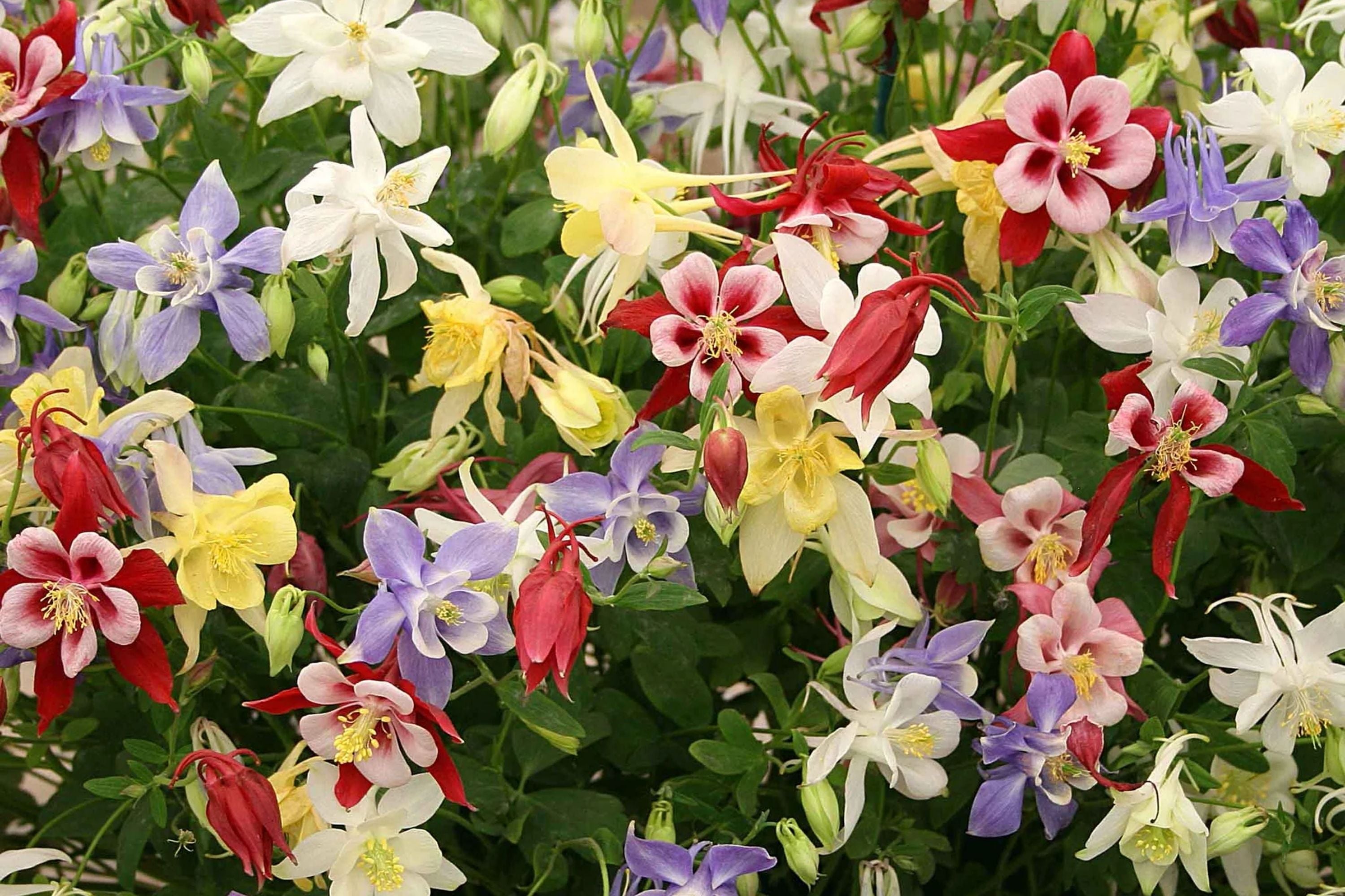 Columbine Seeds - McKana Giant Mix - Non-GMO Flower Seeds - Aquilegia caerulea - Easy to Grow Garden Plants