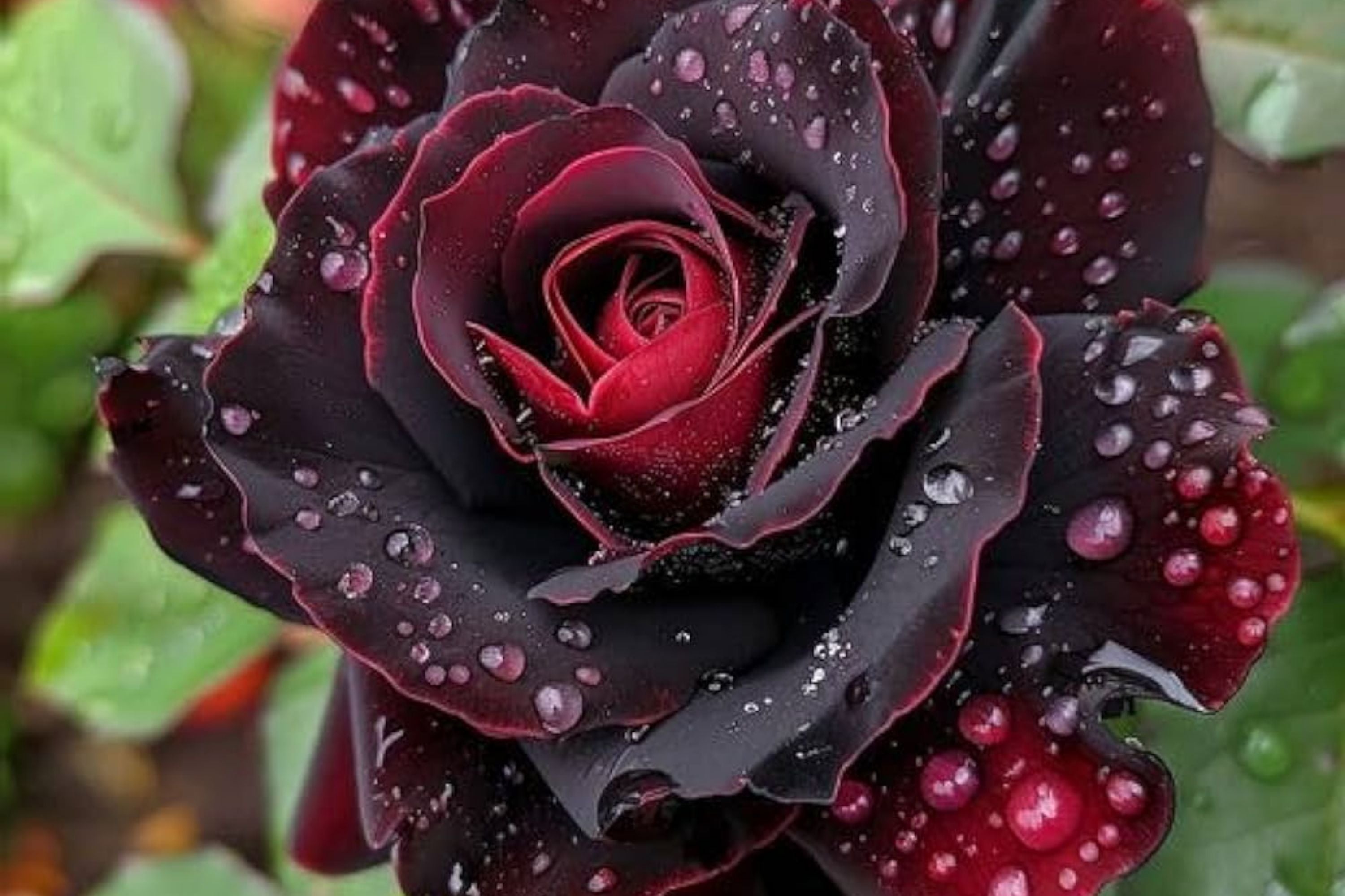 Dark Red/Black Rose Flower Seeds - 100 Rare Exotic Seeds for Garden Germination - Perfect for Plant Lovers