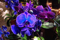Phalaenopsis Orchid Seeds - 50 Pcs Choice Colors - Bonsai Flower Seeds for Balcony Gardening - Orchidaceae