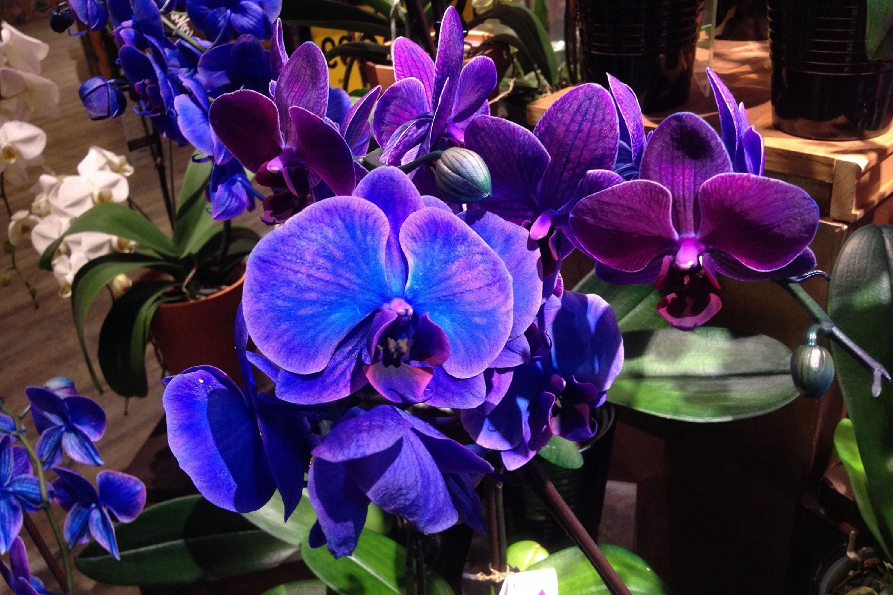 Phalaenopsis Orchid Seeds - 50 Pcs Choice Colors - Bonsai Flower Seeds for Balcony Gardening - Orchidaceae