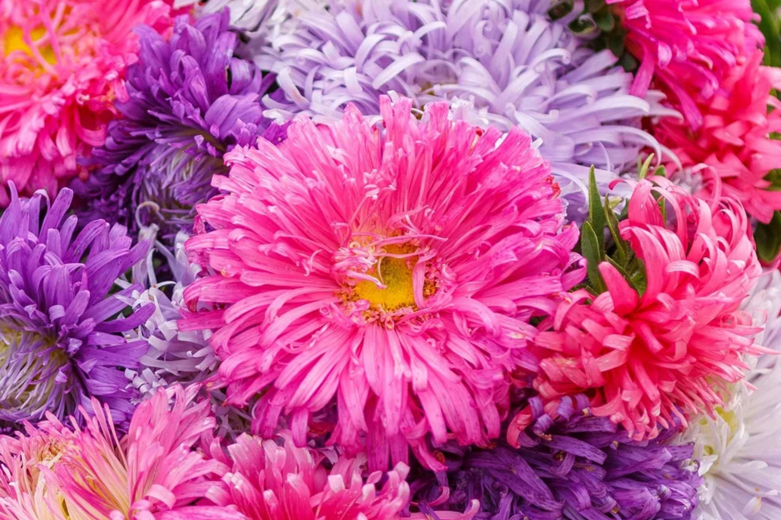 Giant California Aster Seeds | Non-GMO Flower Seeds | Aster chilensis | Garden Planting Supplies