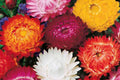 Swiss Giant Mix Strawflower Seeds | Non-GMO Flower Seeds | Helichrysum bracteatum | Bulk Pack