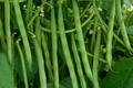 Yard Long Green Bean Seeds - Non-GMO Garden Seeds - 40 Seeds - USA Grown