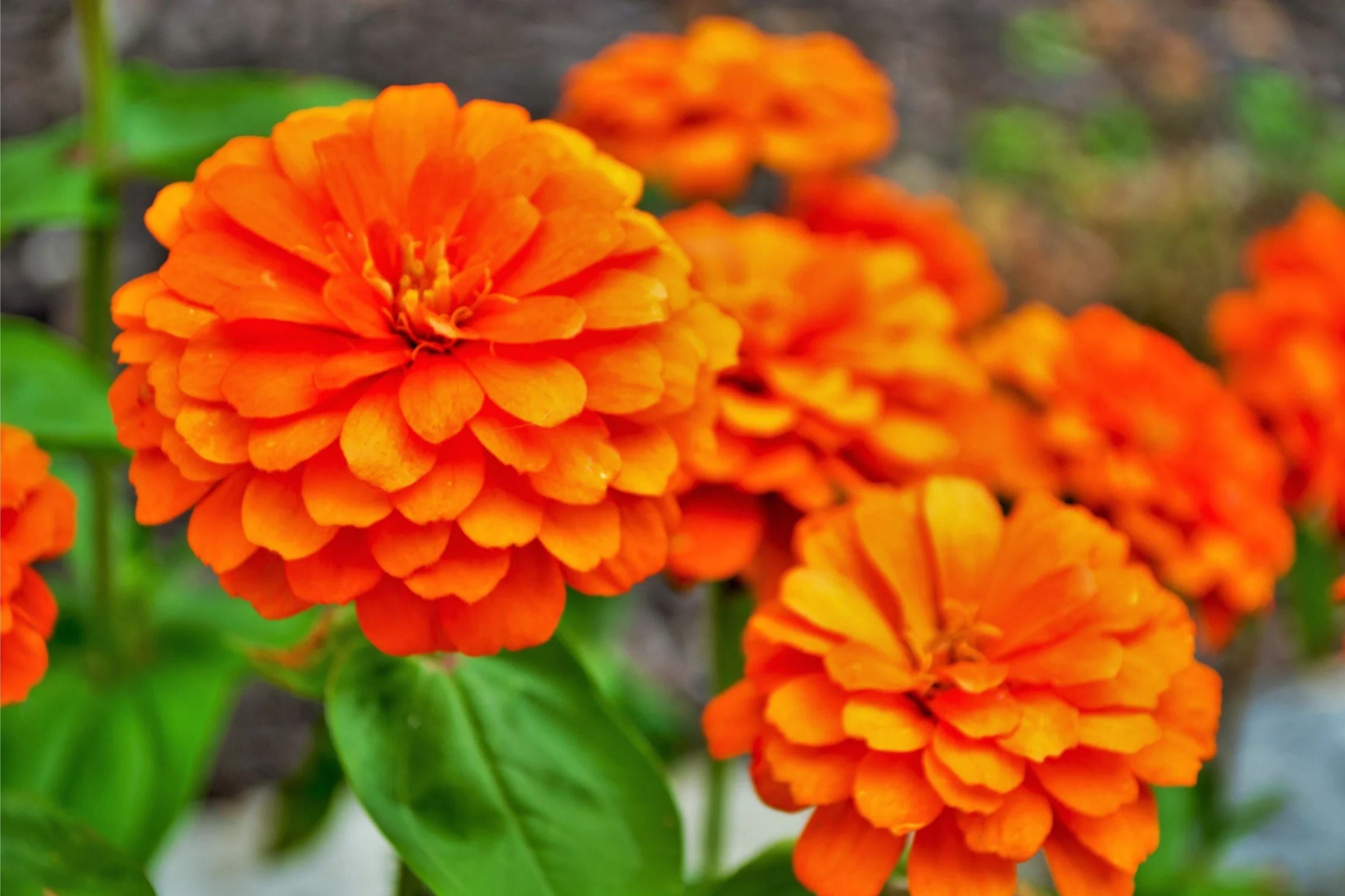 Zinnia Seeds - Giant 5" Orange Flowers - Zinnia elegans - Easy to Grow Annual Garden Flowers