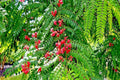 Red Shower Tree Seeds - Cassia Roxburghii "Rose Cassia" - Tropical Flowering Plant Seeds