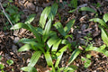 Wild Ramps Seeds - Allium tricoccum - Ramson Vegetable, Wild Garlic, Wild Leek Plant Seeds