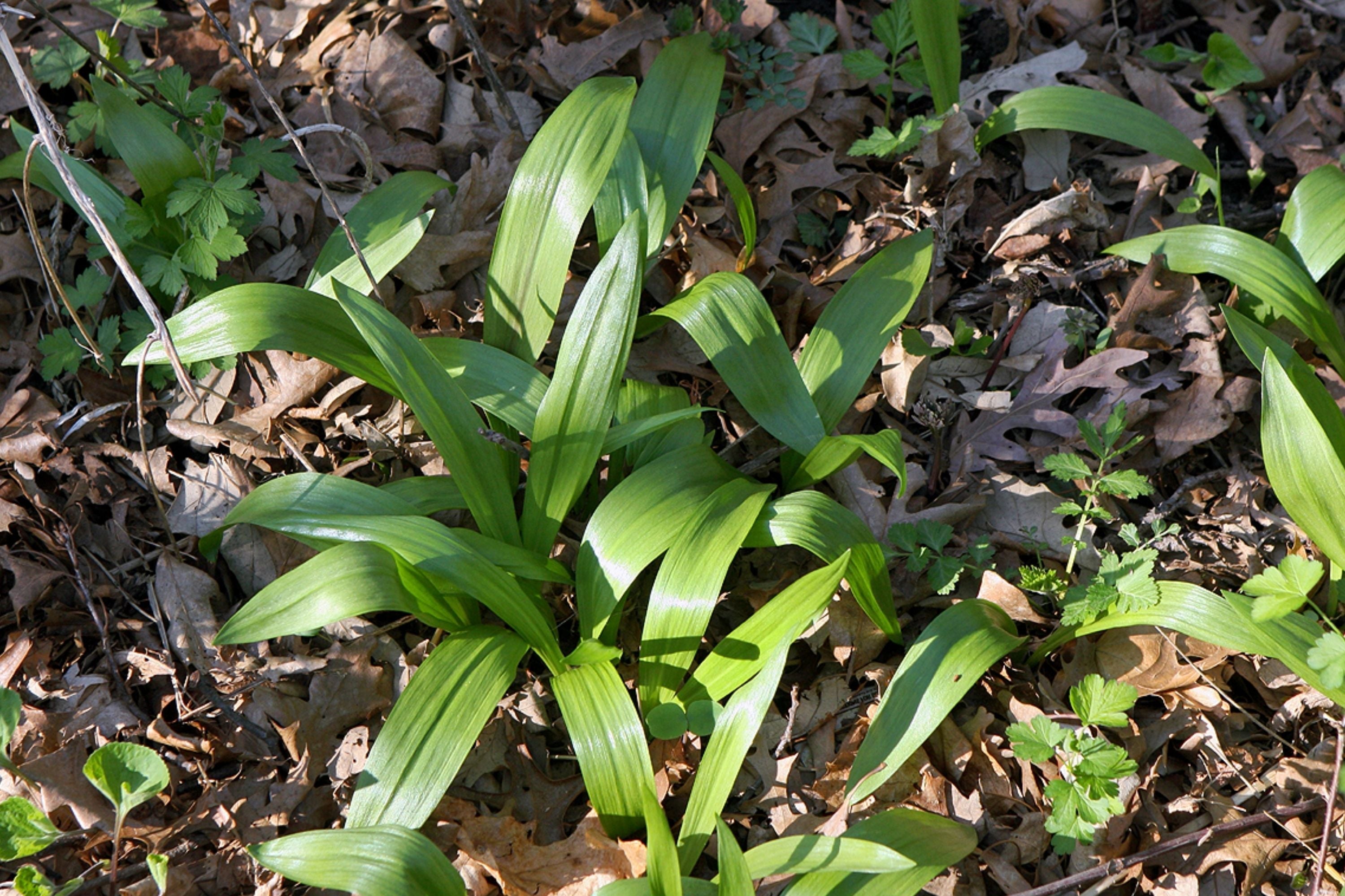 Wild Ramps Seeds - Allium tricoccum - Ramson Vegetable, Wild Garlic, Wild Leek Plant Seeds