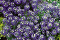 Violet Queen Alyssum Seeds | Purple Heirloom Alyssum | Non-GMO | 1212