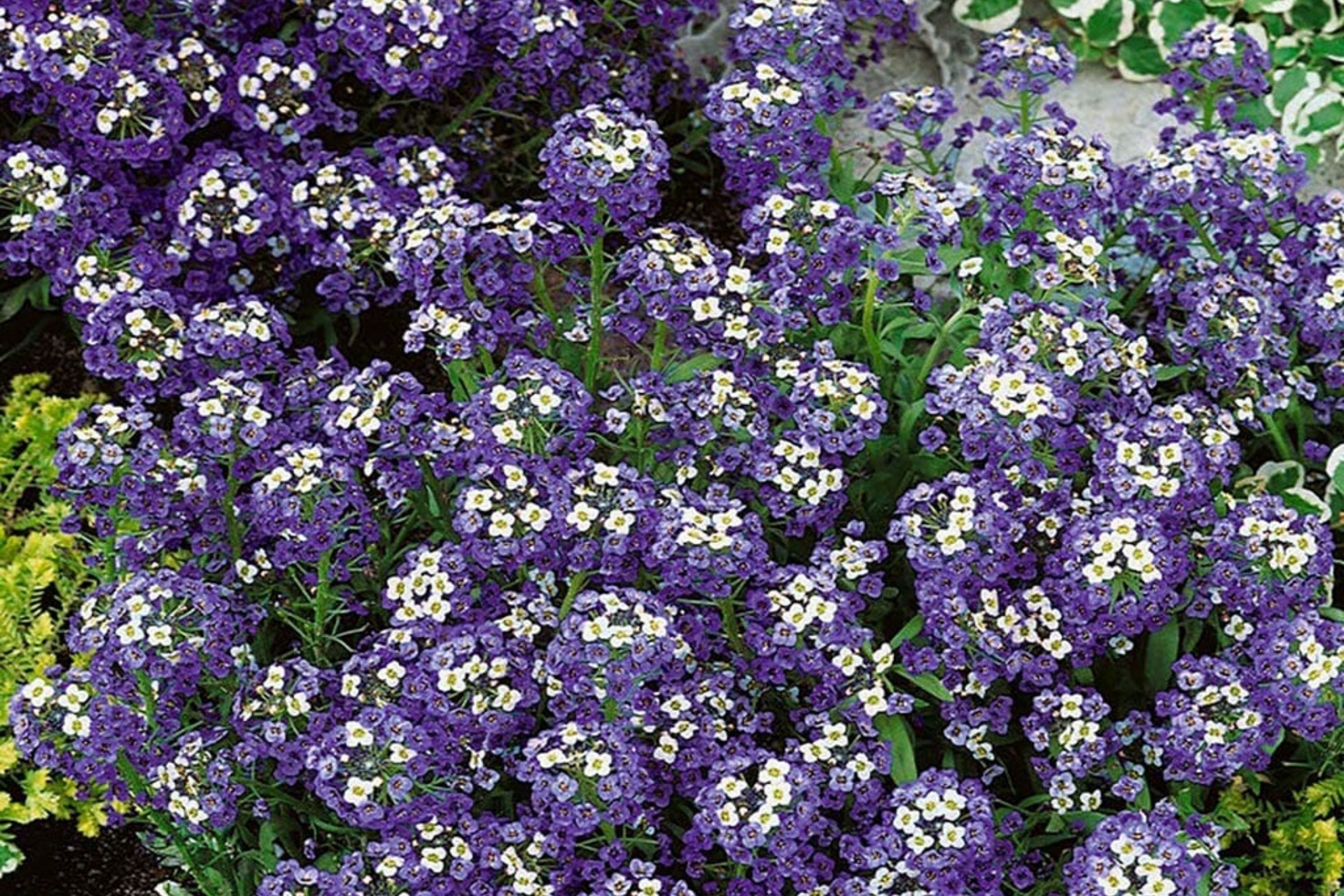 Violet Queen Alyssum Seeds | Purple Heirloom Alyssum | Non-GMO | 1212
