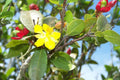 Fresh Seeds - 35 Ochna Serrulata Mickey Mouse Plants - Yellow Flowers - Rare Bonsai Seed Variety