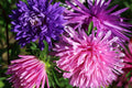 Ostrich Feather Mix Aster Seeds | Flower Seeds for Garden | Aster amellus | Non-GMO, Heirloom Variety