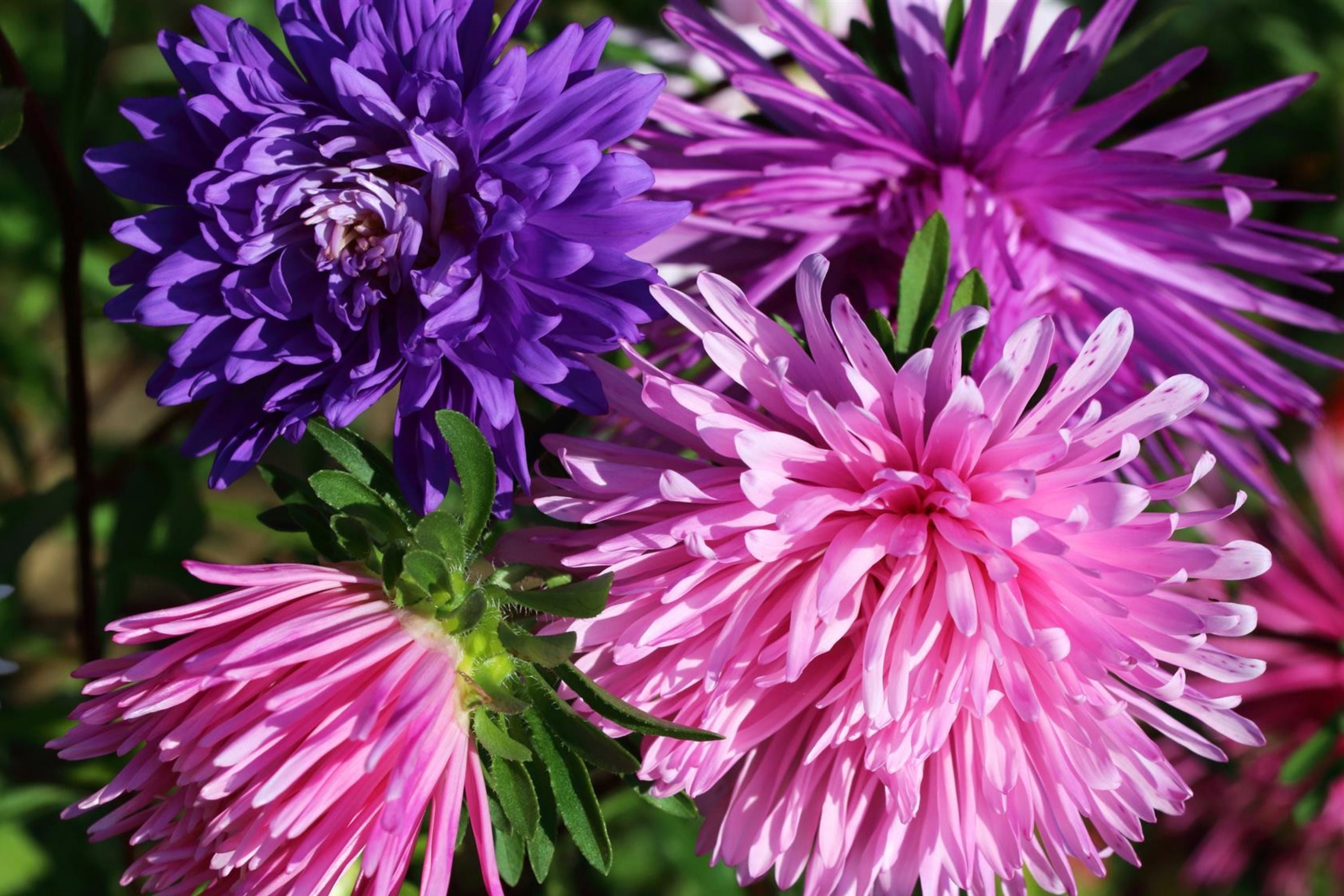 Ostrich Feather Mix Aster Seeds | Flower Seeds for Garden | Aster amellus | Non-GMO, Heirloom Variety