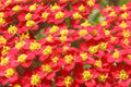 Red Yarrow Seeds | Non-GMO | Achillea millefolium | Garden Planting Seeds | 1267