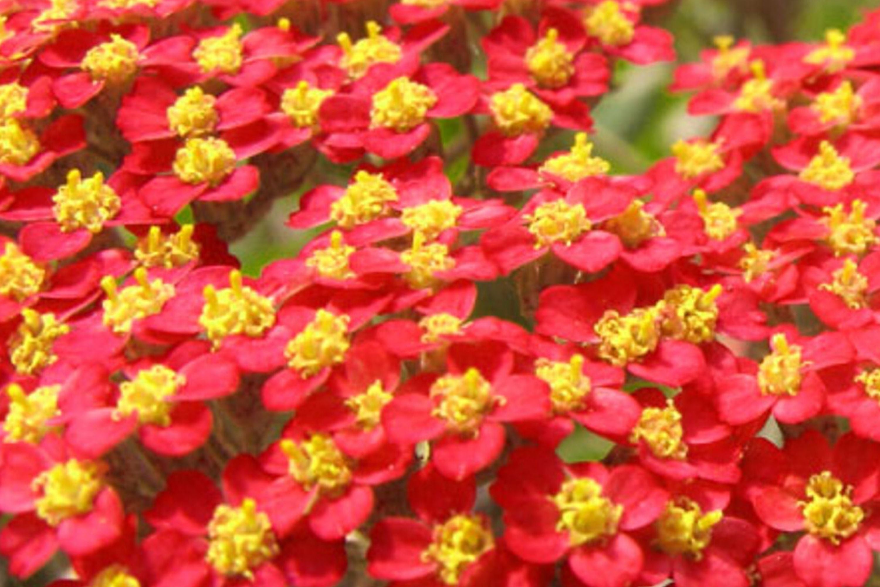 Red Yarrow Seeds | Non-GMO | Achillea millefolium | Garden Planting Seeds | 1267