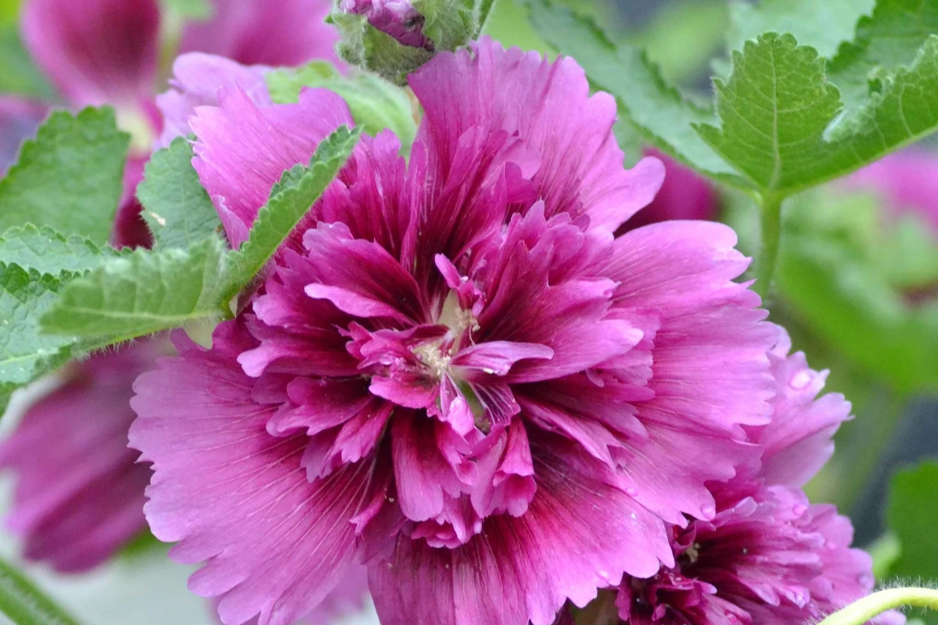 Hollyhock Seeds - Queeny Purple - 2004 AAS Winner - Alcea rosea