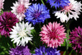 Bachelor Button Seeds, Dwarf Polka Dot Mix, Centaurea cyanus, Non-GMO, Flower Seeds for Garden, Easy to Grow, Free Shipping
