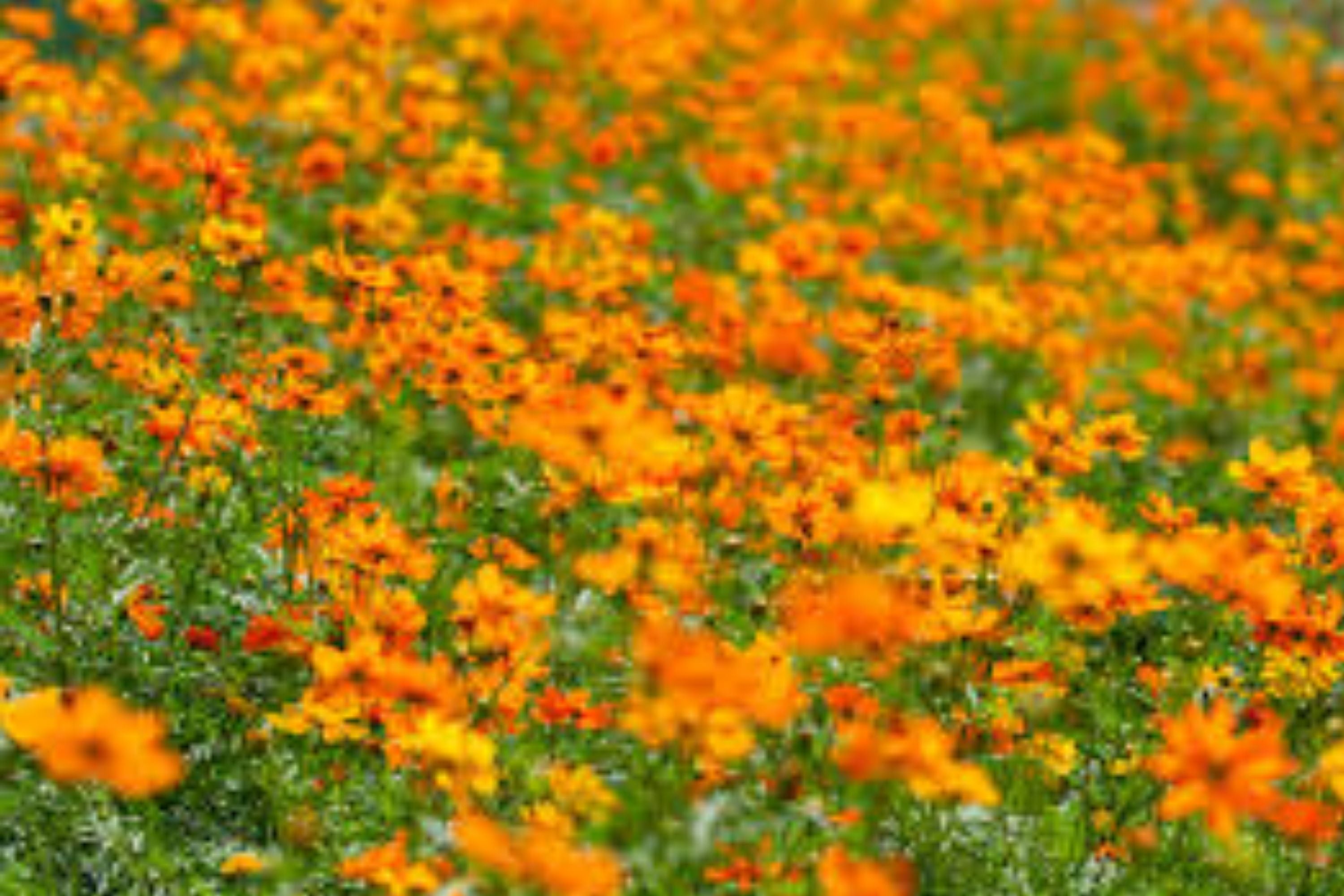Cosmo Flower Seeds | Heirloom Non-GMO | Bright Light Variety | Fresh Garden Seeds