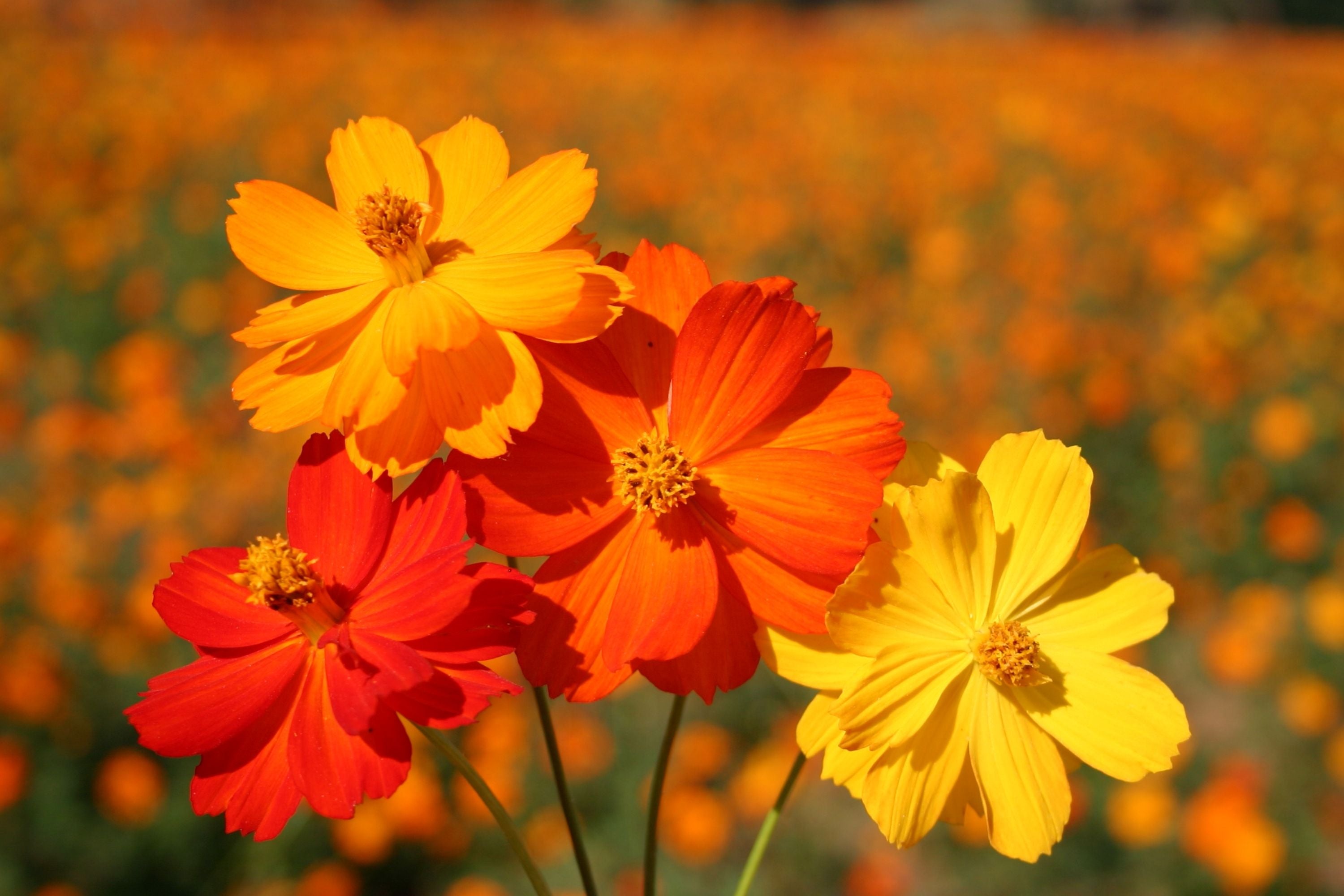 Cosmos Seeds - Bright Lights Variety - Non-GMO Flower Seeds - Ideal for Gardens - Cosmos bipinnatus