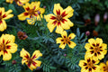 Dainty Marietta Dwarf Marigold Seeds - Heirloom Non-GMO Flower Seeds - Tagetes patula - Free Shipping
