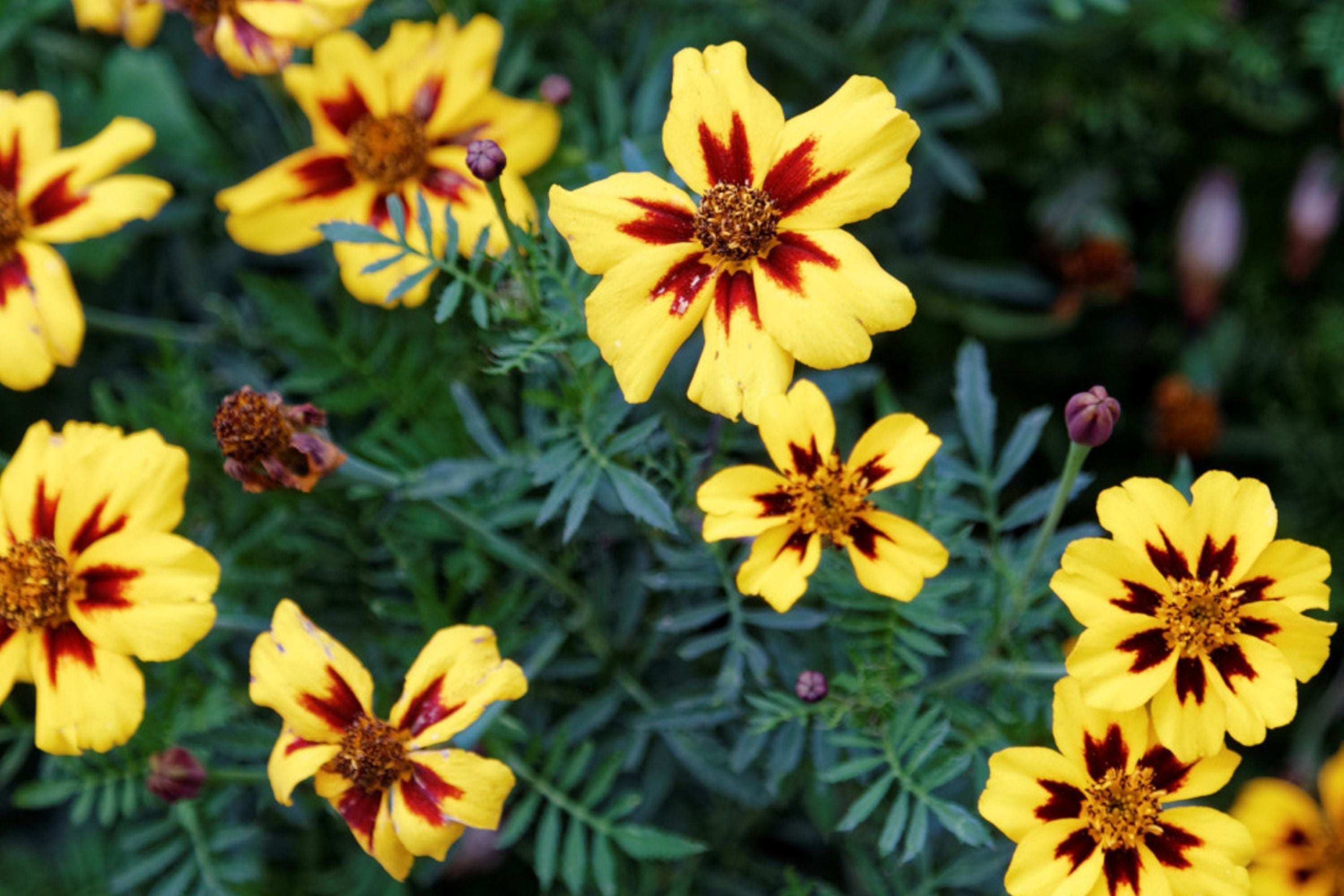 Dainty Marietta Dwarf Marigold Seeds - Heirloom Non-GMO Flower Seeds - Tagetes patula - Free Shipping
