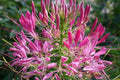 Mixed Colors Cleome Seeds | Non-GMO | 100-2,000 Seeds | Cleome hassleriana | Ideal for Gardens and Flower Beds