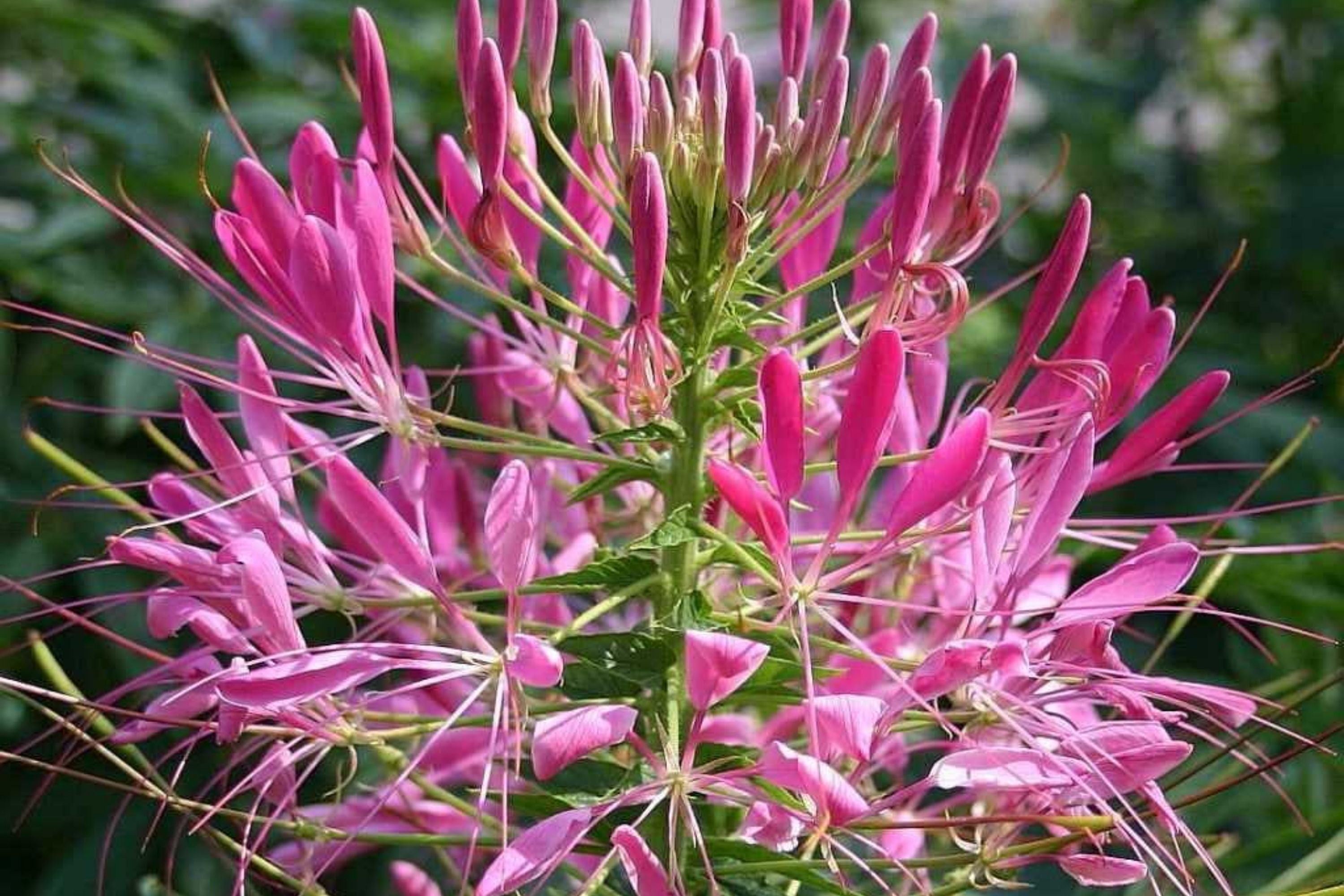 Mixed Colors Cleome Seeds | Non-GMO | 100-2,000 Seeds | Cleome hassleriana | Ideal for Gardens and Flower Beds