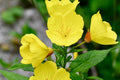Yellow Common Evening Primrose Seeds | Non-GMO Flower Seeds | Oenothera biennis | Seed Store 1243