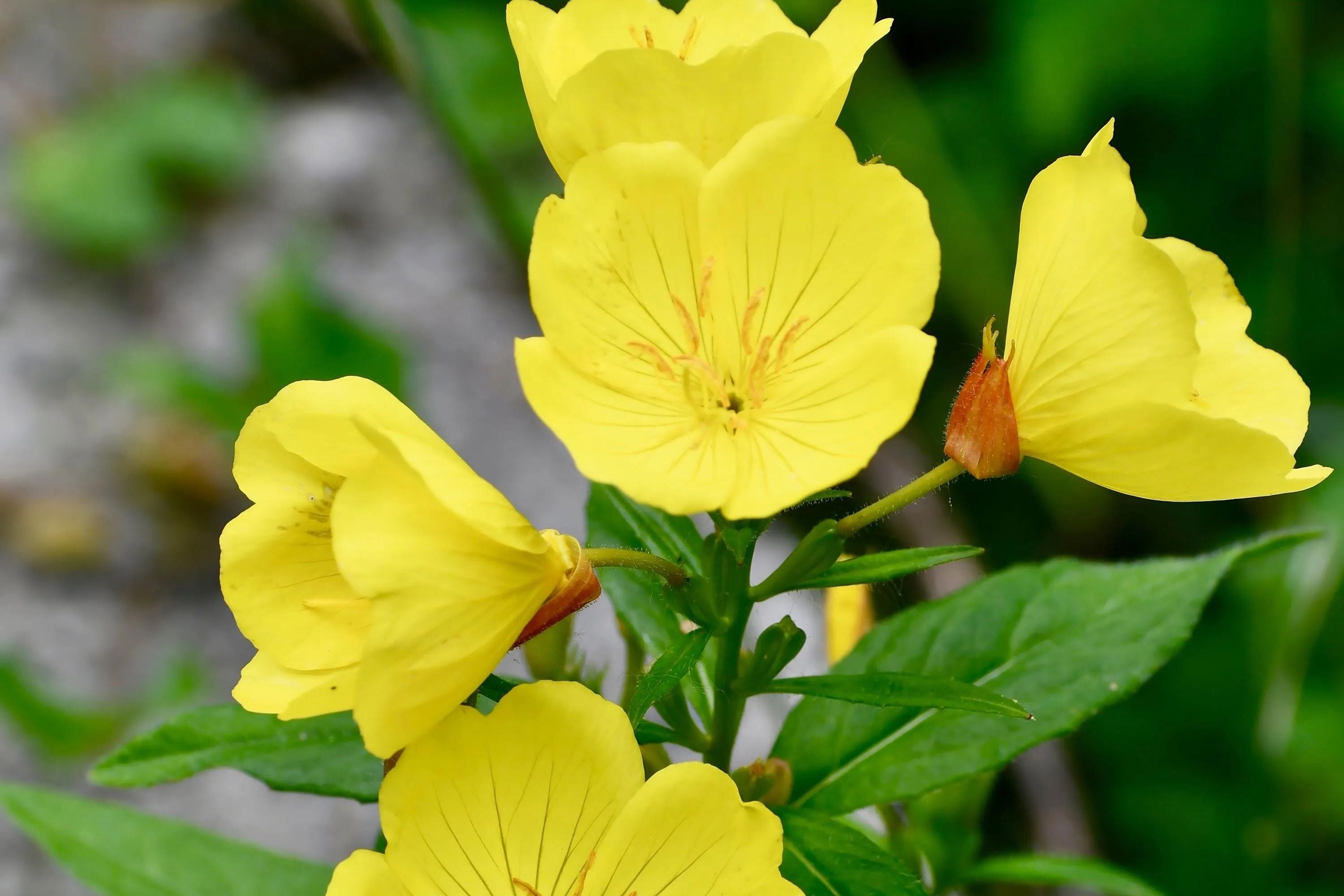 Yellow Common Evening Primrose Seeds | Non-GMO Flower Seeds | Oenothera biennis | Seed Store 1243