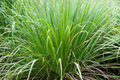 Lemon Grass Seeds | 100+ Non-GMO Fresh Garden Seeds | Cymbopogon citratus