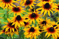 Gloriosa Daisy Seeds | Black Eyed Susan | Rudbeckia Hirta Flower Seeds | 1180
