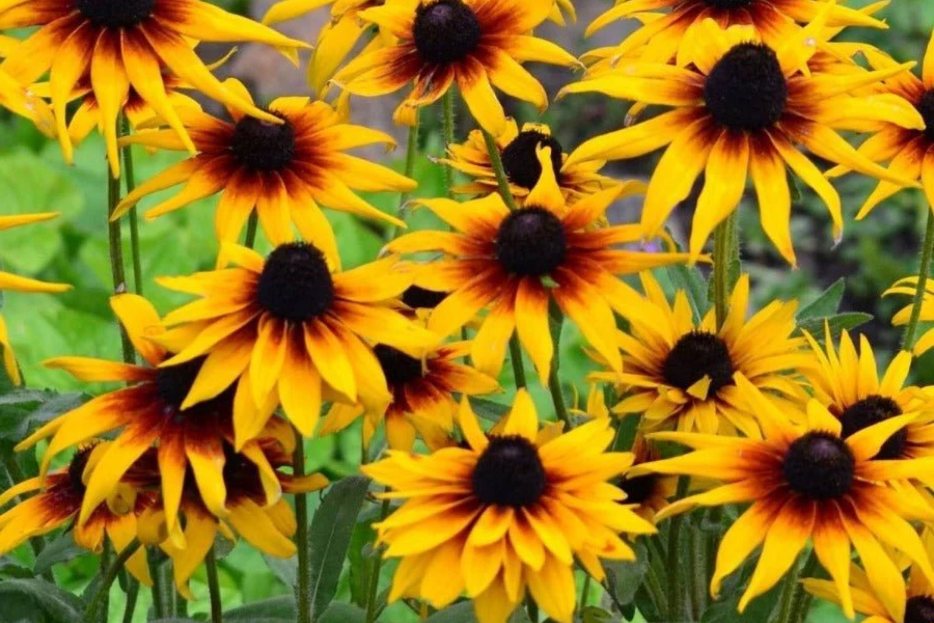 Gloriosa Daisy Seeds | Black Eyed Susan | Rudbeckia Hirta Flower Seeds | 1180