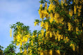 Golden Chain Tree Seeds - Laburnum anagyroides - "Wisteria Like" Flowering Plant for Gardens and Landscaping