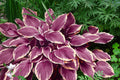 Hosta Seeds for Planting - 200+ Count Perennial Outdoor Garden Plants - Shade-Loving Perennials (Hosta spp.)