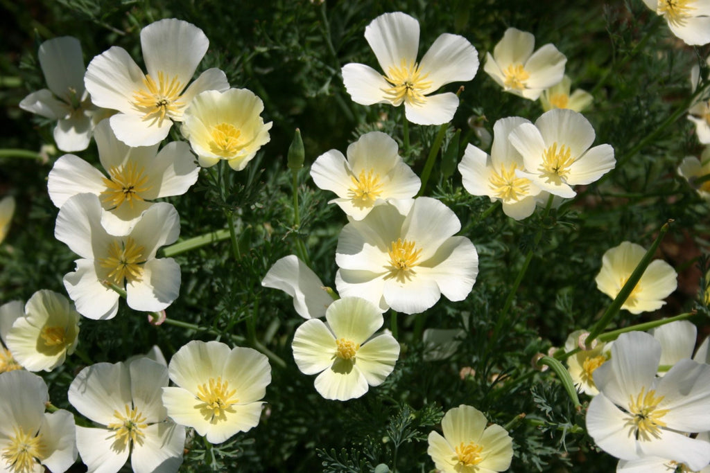 White Linen California Poppy Seeds, Eschscholzia californica, 10-15 Inches Tall, White Blooms, Drought Tolerant, USDA Zones 3-10, Non-GMO