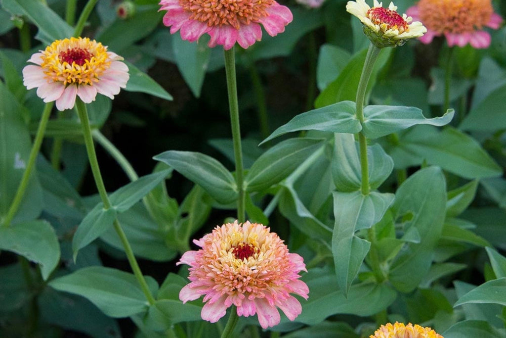 Zinderella Peach Zinnia Seeds - 100+ Double Bloom Seeds - USA Grown -  - Cut Flower Garden - Butterfly Magnet - Heat Tolerant