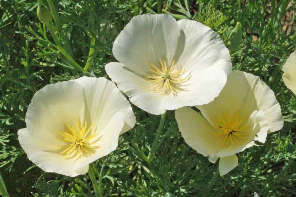 White Linen California Poppy Seeds, Eschscholzia californica, 10-15 Inches Tall, White Blooms, Drought Tolerant, USDA Zones 3-10, Non-GMO