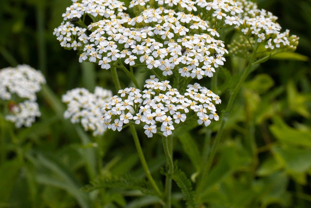 White Yarrow Seeds, Achillea millefolium, 12-36 Inches Tall, Fragrant White Blooms, Drought Tolerant, USDA Zones 3-9, Non-GMO