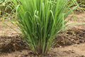 Lemongrass Stalks Plugs - Live Cymbopogon Sereh Plant - Healthy Herb - 2 Stalks