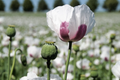 Organic Tasmanian Papaver Somniferum Poppy Seeds - 20,000 Stratified Seeds for Planting