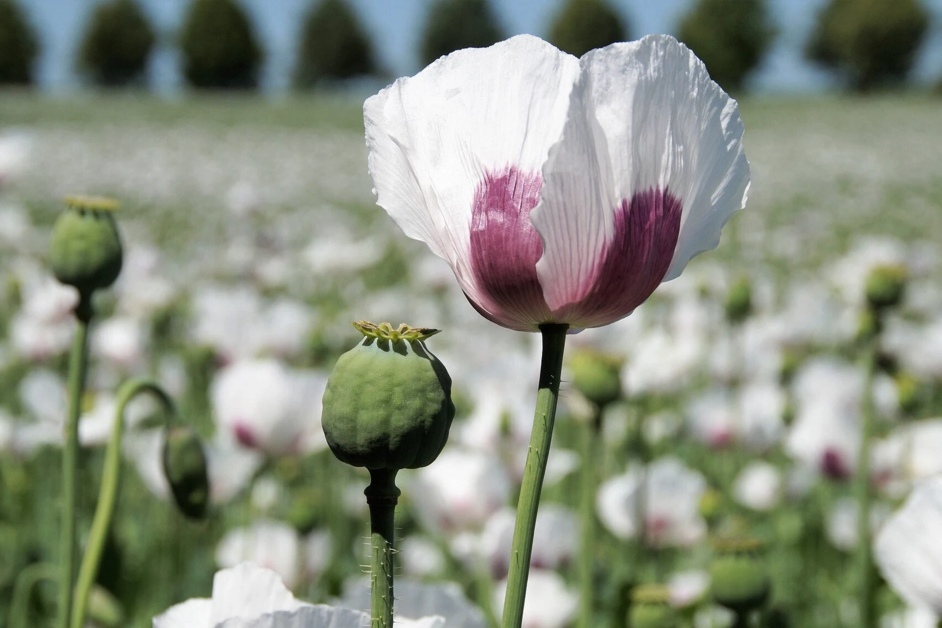 Organic Tasmanian Papaver Somniferum Poppy Seeds - 20,000 Stratified Seeds for Planting