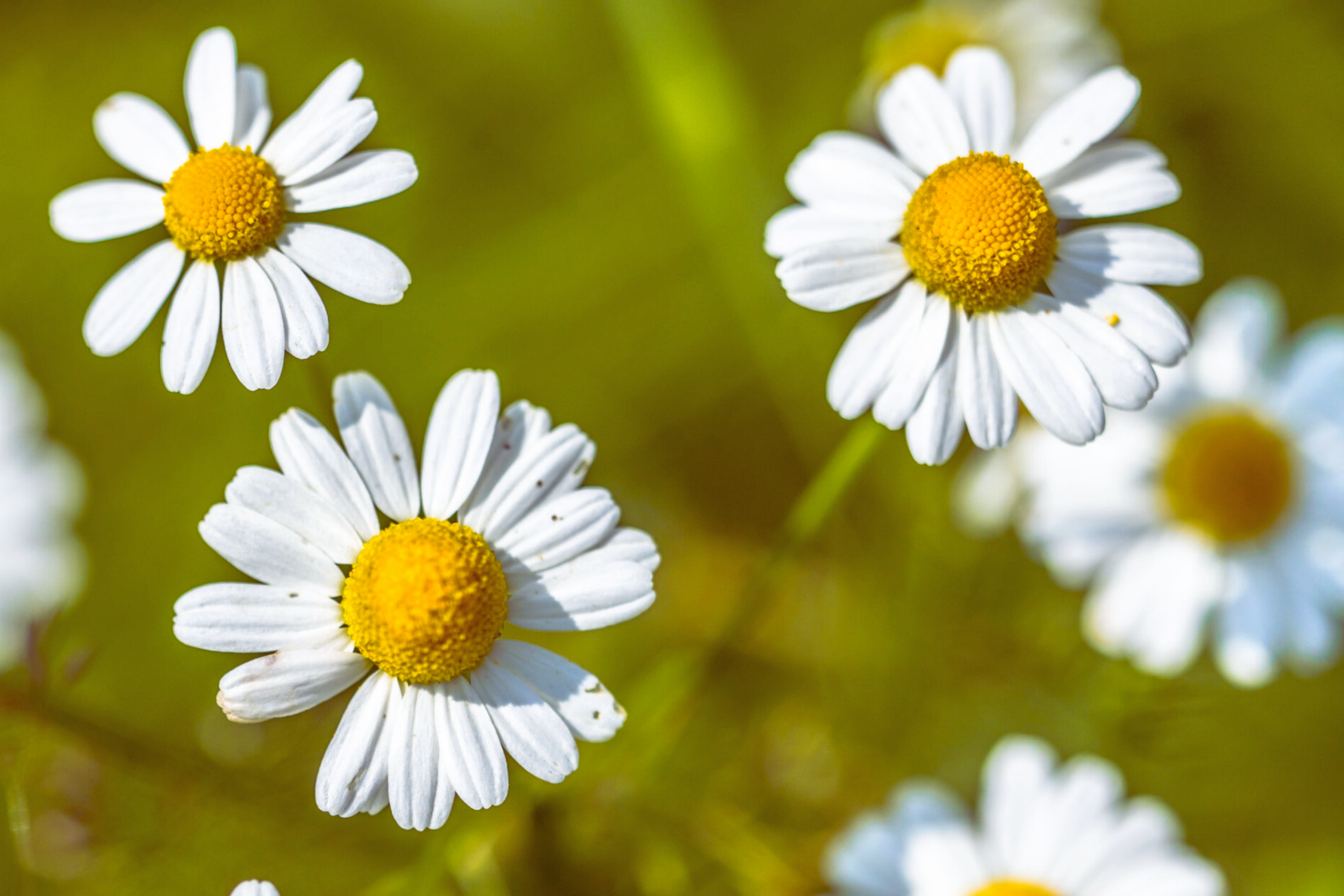 Roman Chamomile Seeds - Anthemis Nobilis - Herbal Carpet Flower Seeds - Aromatic Ground Cover