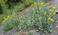 Senecio atratus Seeds – Tall Blacktip Ragwort, Native Perennial Wildflower, Pollinator-Friendly Plant (100 Seeds)